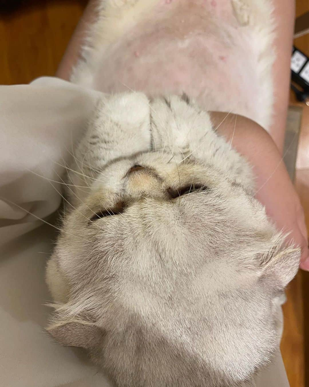 Haruさんのインスタグラム写真 - (HaruInstagram)「Human eye view 🫠🥰 มันปุ้กปิ้ก มันหนุ๊บหนิ๊บ」8月29日 21時39分 - haru_thecat