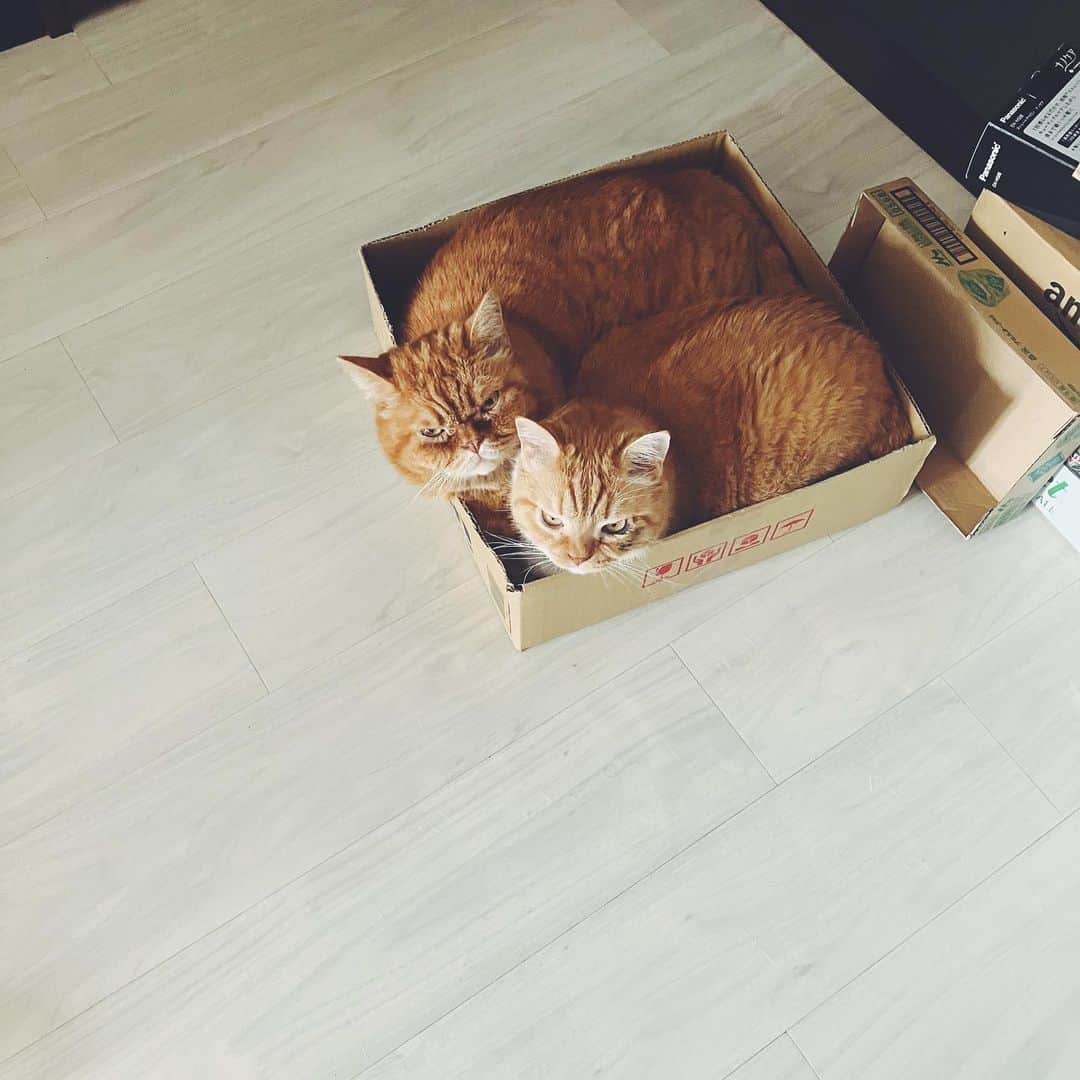 umeのインスタグラム：「箱を捨てると察知して体を張って阻止。 ・ ・ ・ #まめたち #🐈」