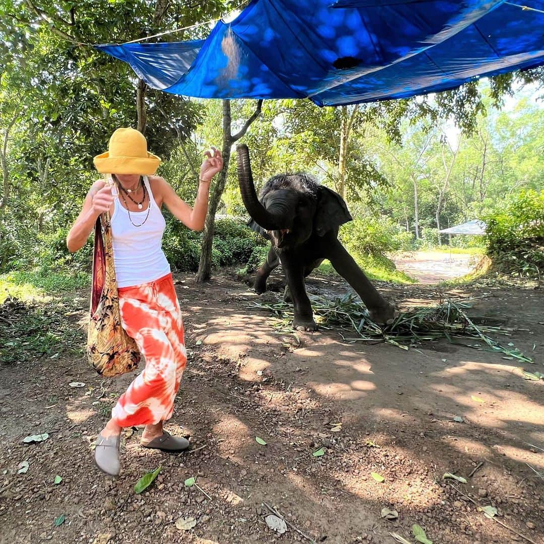 カルロッタ・オッディのインスタグラム：「🤍🐘✨🇮🇳🥰」