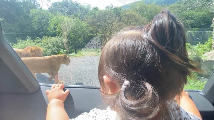 内山久美のインスタグラム：「☆☆☆☆☆☆☆☆☆☆☆☆☆  夏の思い出✨  初めての富士サファリパークwith亀田夫婦🐆🦓🐘🦛🦏🐫🦒🦒  涼しい車内からいっぱい動物見れて最高👍  仲良し亀田夫婦最高🧡💛💛💚💜💙❤️   #富士サファリパーク」