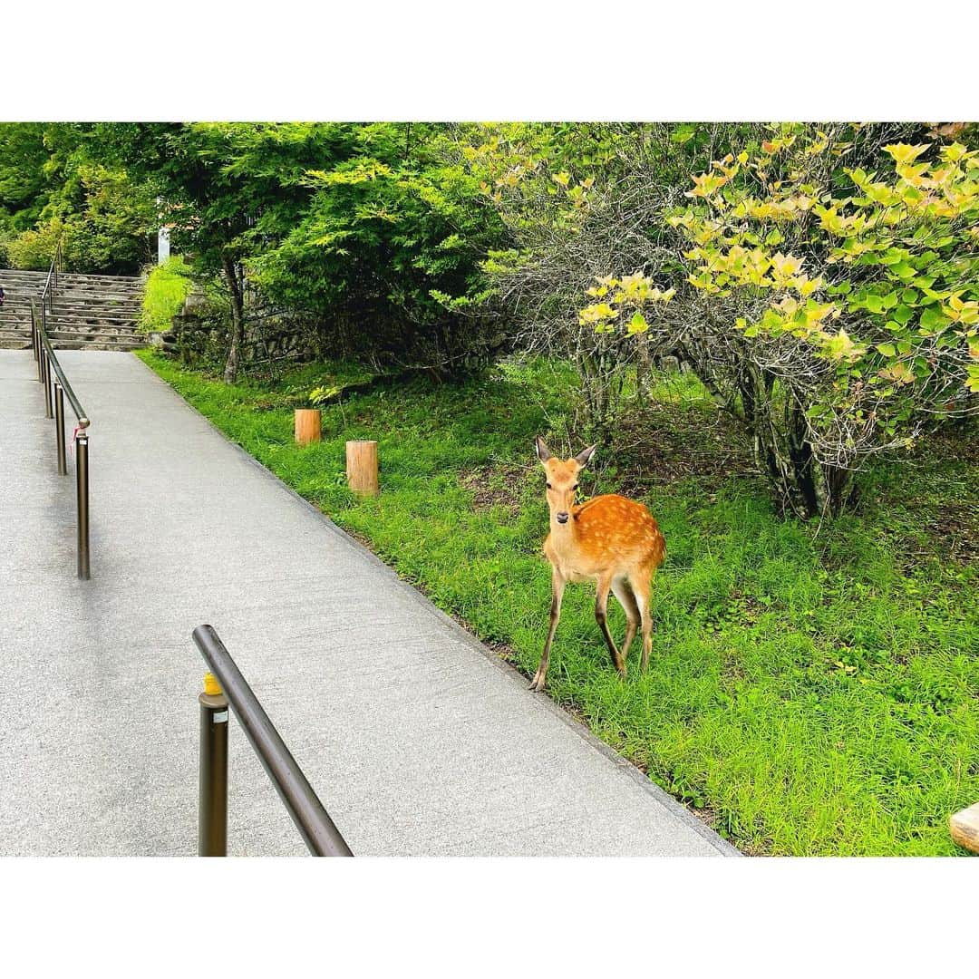 福咲れんさんのインスタグラム写真 - (福咲れんInstagram)「最近テレビでよく見るなぁー、行きたいー！ってことで友達とレンタカーで行ってきました☺︎  着いてすぐ子鹿に遭遇。帰りも3匹と会えて、なんだか良いことありそう🦌  テラスもあるお食事処でくるみそば。  途中で雨降ってきて、霧もすごかったけどなんだか神秘的で素敵なところでした！  帰りに寄った三芳SAの芋けんぴ屋さん最高だった🍠  #三峰神社 #大島屋 #パワースポット #おみくじは大吉出るまで引くタイプ #この日は2回」8月29日 22時06分 - renren108