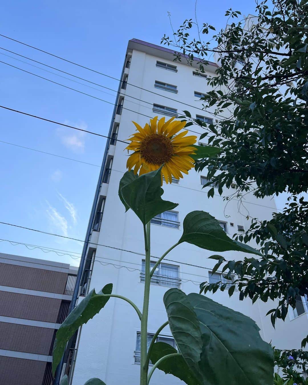 樋井明日香 のインスタグラム：「かわいい🌻 涼しくなってきてるねー。 少し鼻がかゆいねー。」
