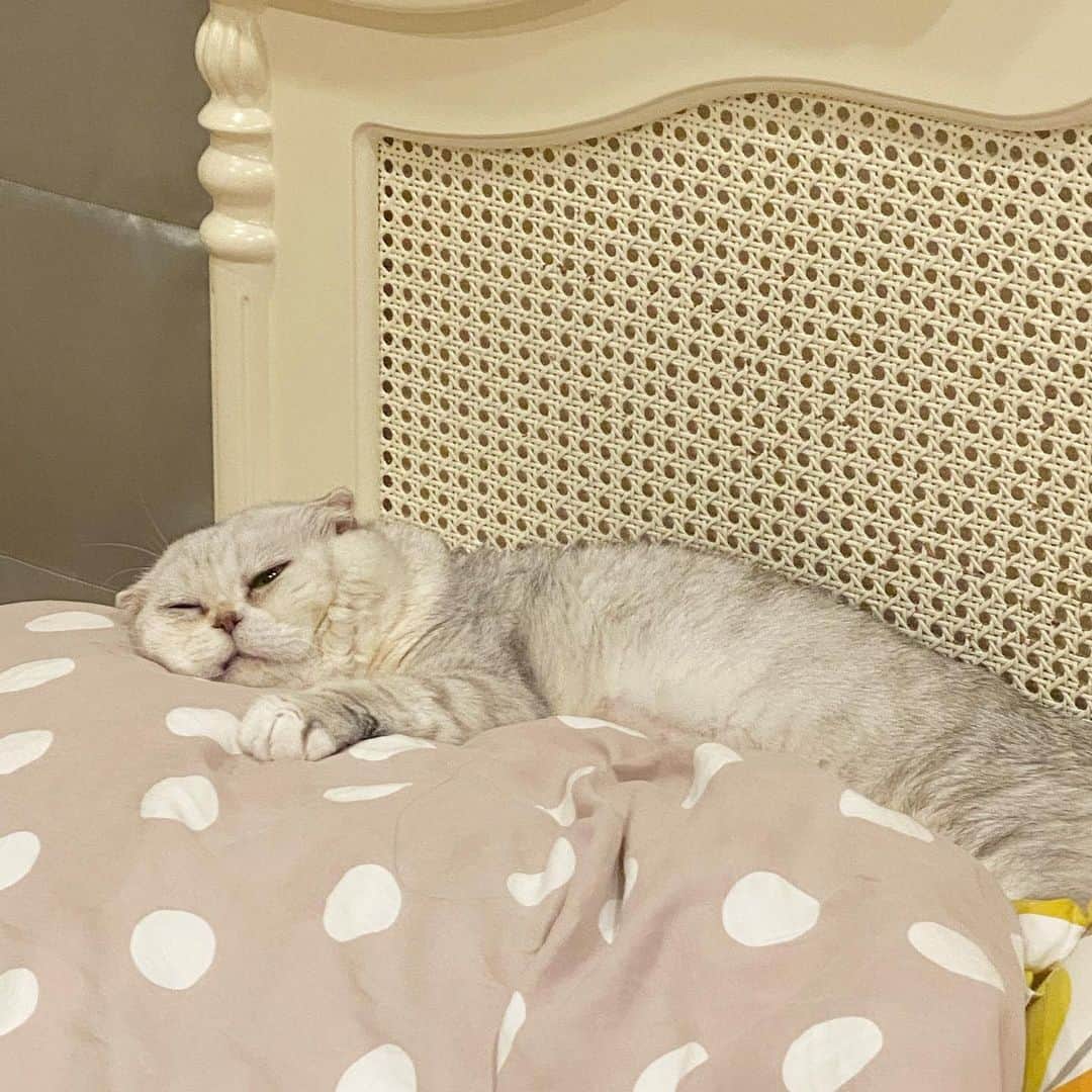 Haruさんのインスタグラム写真 - (HaruInstagram)「Me after bday party 🎉 นอนซม ฉลองเยอะไปหน่อย」8月30日 20時09分 - haru_thecat