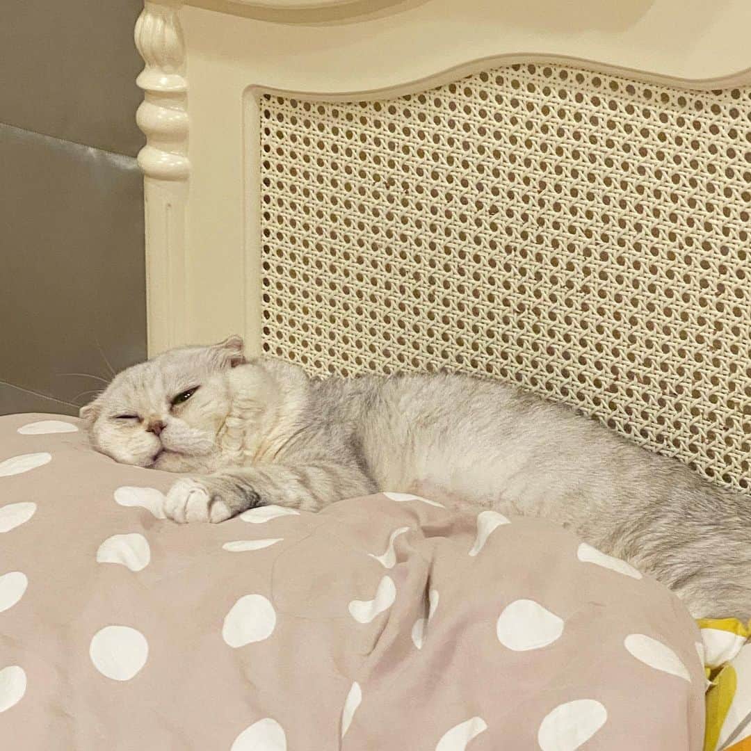 Haruのインスタグラム：「Me after bday party 🎉 นอนซม ฉลองเยอะไปหน่อย」