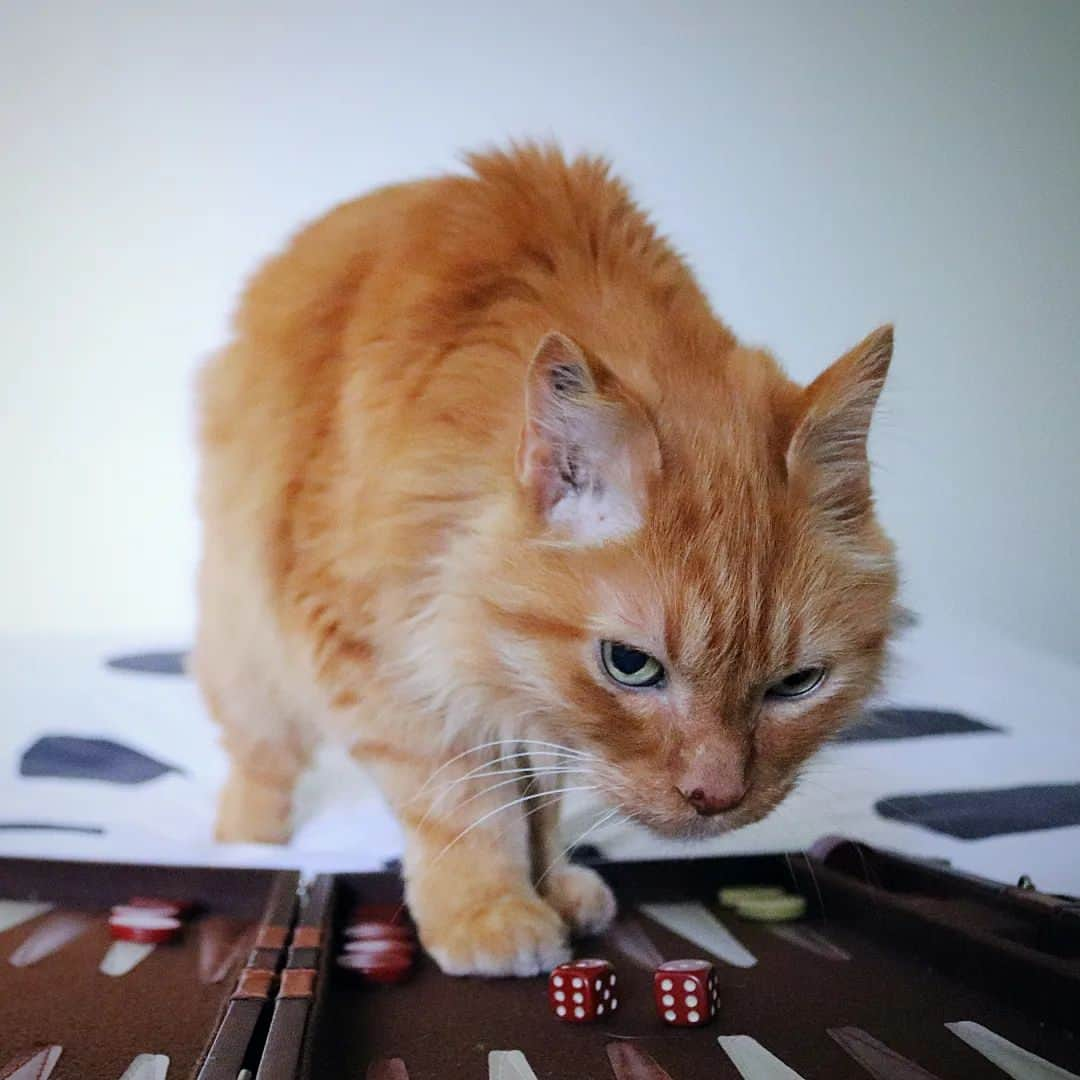 Homer Le Miaou & Nugget La Nugさんのインスタグラム写真 - (Homer Le Miaou & Nugget La NugInstagram)「No need a #RainbowBridgeRemembranceDay to think about him but it’s a good excuse! Still missing him more than everything, my baby, my prince, mon petit bébé d’amour 🧡 #MyFluffyLuckyCharm」8月31日 3時37分 - homer_le_chat