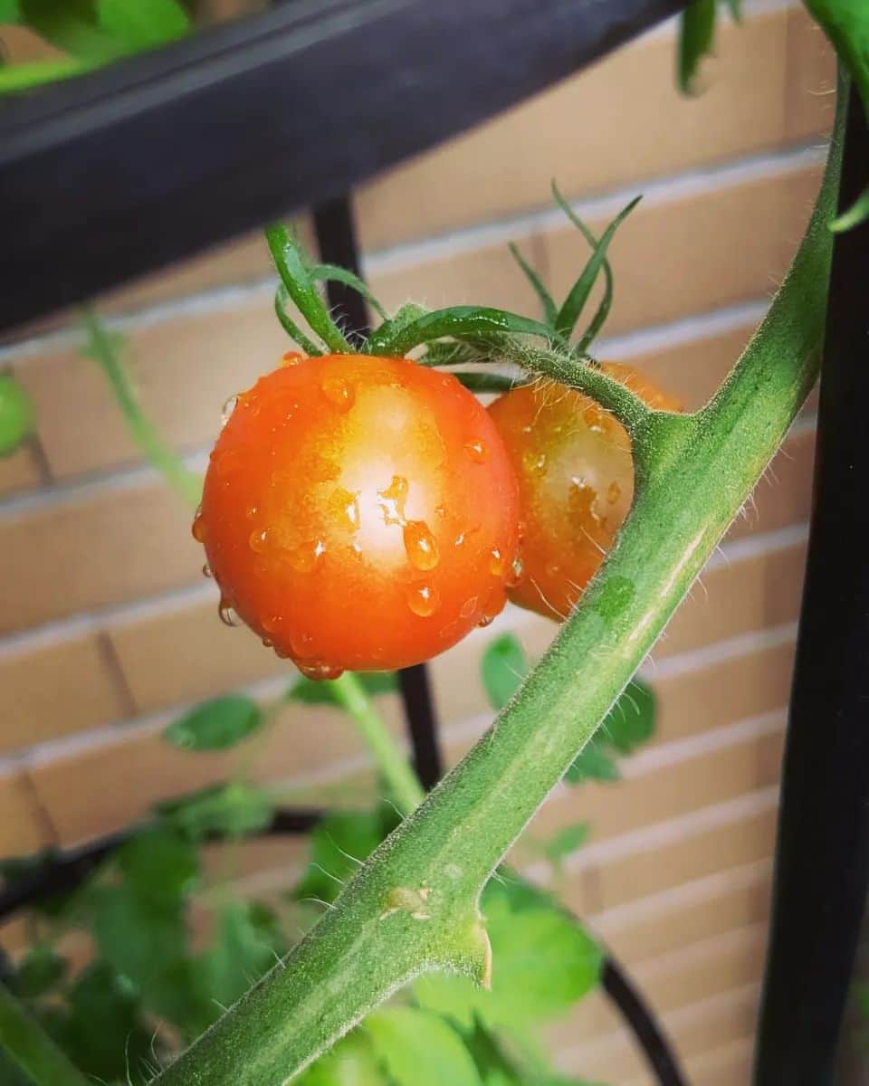 京野美麗のインスタグラム：「🍅 美味しいかなぁ～？」