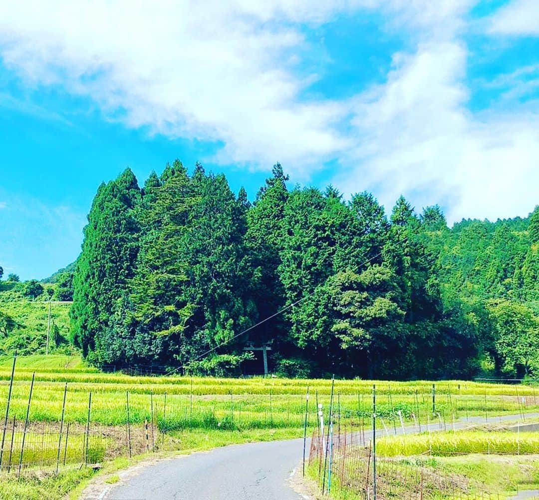 たっつーさんのインスタグラム写真 - (たっつーInstagram)「夏の終わり、トトロみのある神社  #世屋姫神社」8月31日 15時11分 - tattsuu_integral