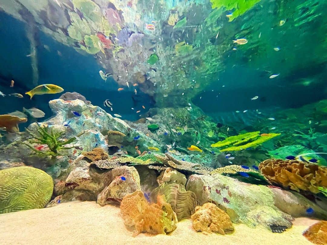 ジョナゴールドのインスタグラム：「♥ アリエルになった気持ち🧜‍♀️ ・ ・ 小さい頃リトル・マーメイドに出てくるフランダーが大好きで、"大きくなったらお魚になる"と言っていました°･🐠 ・ こんなに綺麗な海ならお魚になるのもいいかもな〜と未だに思ってる🙄 ♥ #浅虫水族館 #水族館  @asamushi_aquarium」
