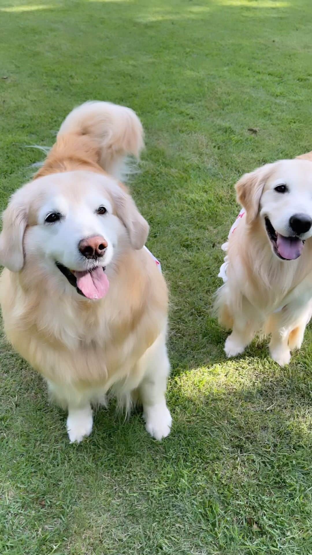 まゆみのインスタグラム：「。 。 かえしてとおもーの🐶💦 。 やーだよー🐶🙌🏻 。 もーかしてあげないとおもーのー🐶💦 。 と、秋を感じながら 少しばかり活発になってきたあーぺー✨ 。 。 #インスタお休みしてた #ごめんね #めまい対策  #食べまくったら #治った🤣 #どーゆーことよw 。 。 #ゴールデンレトリバー#goldenretriever#dog#犬#あーぺー 。」