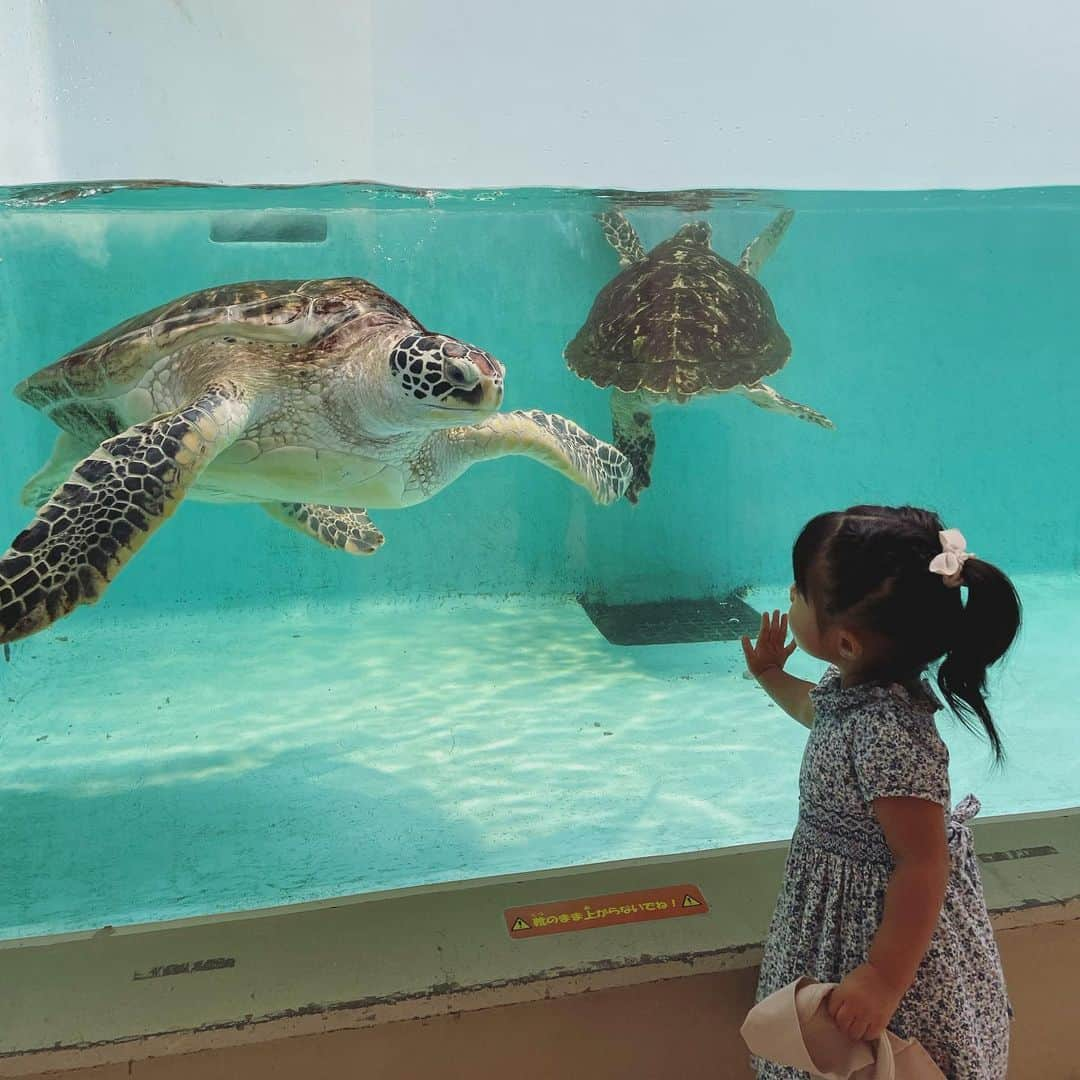 舞花くるみさんのインスタグラム写真 - (舞花くるみInstagram)「⁡ ⁡ 今日は家族で久々の水族館へ。 動物や生き物が大好きな娘は大喜び！！ 我が家の生きもの博士は、 「あ、カクレクマノミ！」や「これはナンヨウハギ〜」「タツノオトシゴ！」など、 難しい名前も言えるようになっていました👏 大好きなカメやイルカにも久しぶりに会えて 嬉しそうだったなぁ🐬🐢 でも1番テンション上がったのはリスだった！笑（水族館なのに、なぜかリスがいるうみの杜水族館🐿✨） ⁡ 最近は動物園に行くことが多かったけど、 水族館もいいなぁ〜🐟💕 ⁡ #仙台 #仙台うみの杜水族館  #2歳10ヶ月 #仙台子育てママ  #転勤族ママ」8月31日 21時57分 - kurumilk_maika