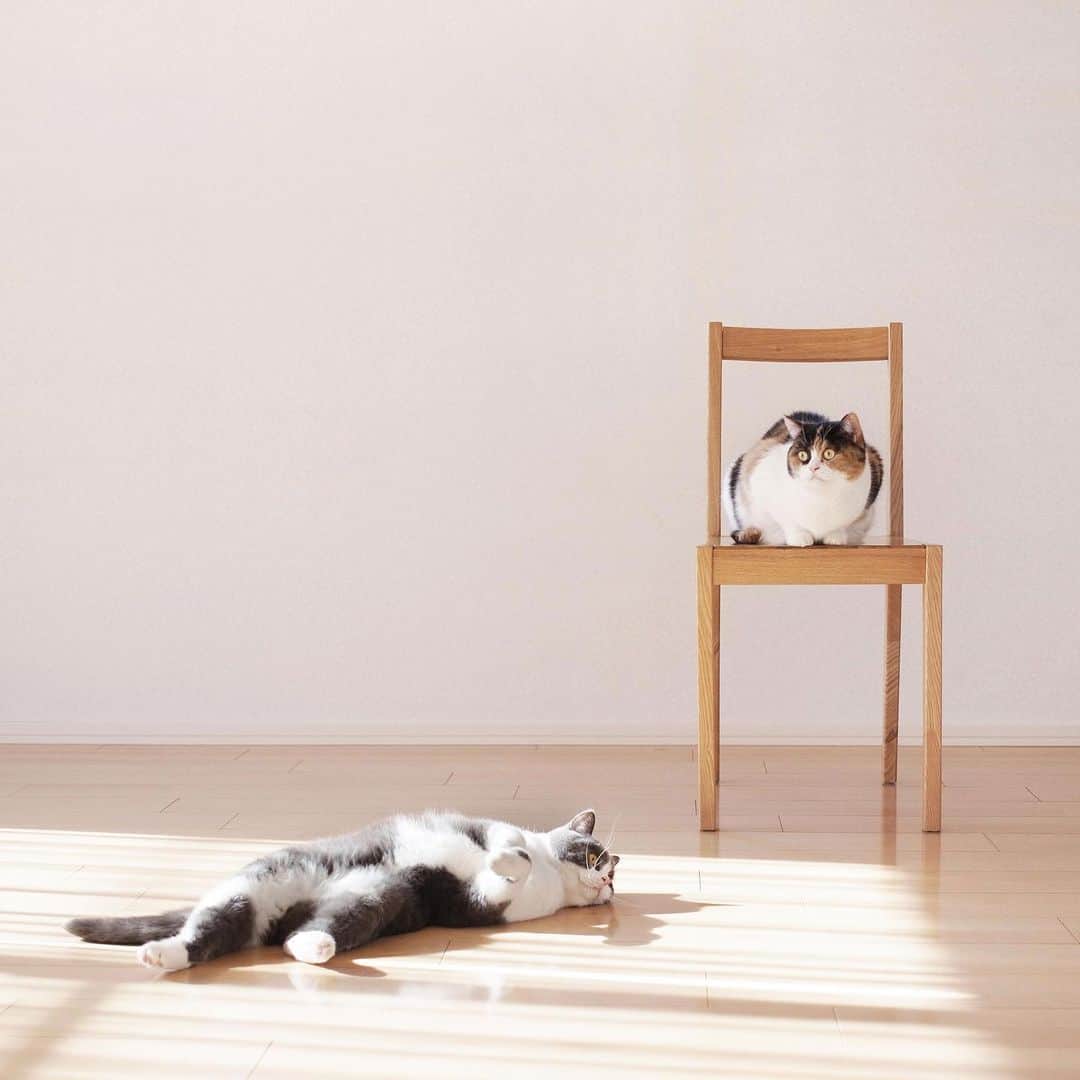 guremikeのインスタグラム：「DD051359 https://guremike.jp/dd051359/  #guremike #cat #catsofinstagram #catlover #animal #photo #photography #photooftheday #interiordecor #wallart #ぐれみけ #猫 #ねこ #ネコ #猫のいる暮らし #ねこすたぐらむ #ネコスタグラム #ポスター #ポスターストア #インテリア #雑貨」