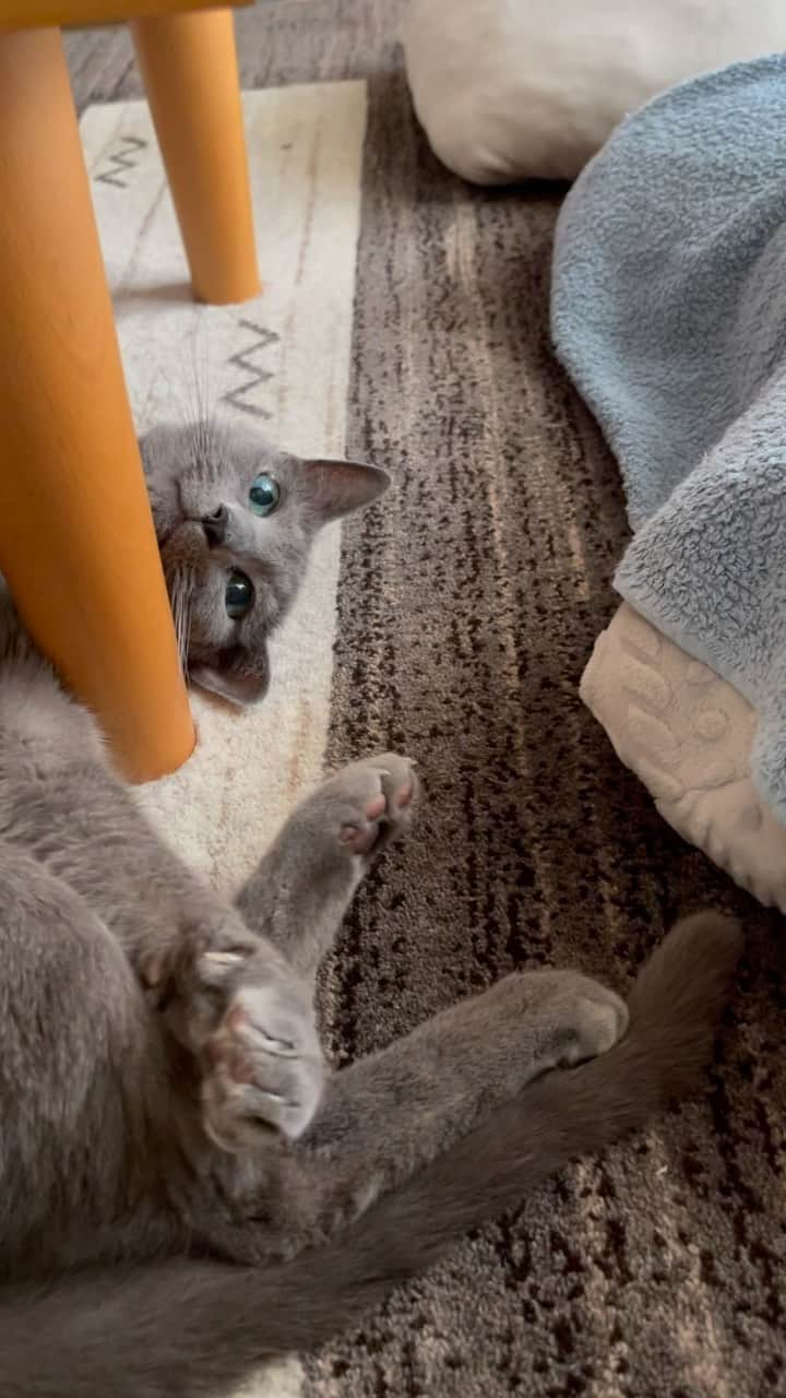 Hari?のインスタグラム：「あざとい熟女✨👽😼✨ 眠いモジモジ  #シニア猫　#azumi #14yearsold  #猫動画　#catvideo   #cat #russianblue #猫 #ねこ #ロシアンブルー #chat  #gato #greycat  #greeneyes #emeraldeyes #ふわもこ部 #にゃんすたぐらむ  #みんねこ  #INSTACAT_MEOWS #catstocker #meowsandwoofs #excellent_cats #meowvswoof  #TopCatPhoto  #cutepetclub #IgAnimal_Snaps #cat_features #bestmeow #petoftoday」