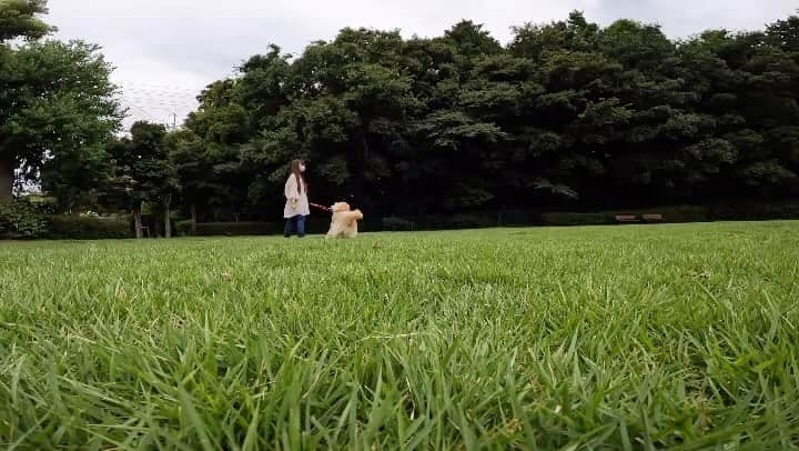 まゆみのインスタグラム：「。 。 Today's youtube APTV 。 ボール投げ始めました✨ 弱めのぽーん🎾だけど あーちゃんは満足し ぺーは不満😂 。 ぺーはにーちゃんとダッシュしてもらわないとね😂 。 そして フラダンスできないのに フラダンサーばりに伸びた髪の毛 あまりにも放置し過ぎてね😅 ほら ハゲてたしさ😂 すこーし生えてきたから この後切って来たよ 年1通いの行きつけ高級美容室で🤣 。 。 #フラダンサーばりのロング #コンロで燃えそう #寝返りするとアナコンダみたいに体巻きつく #生きていくのに不便 #ハゲてたもんで #ズボラ 。 。 #ゴールデンレトリバー#goldenretriever#dog#犬#あーぺー」