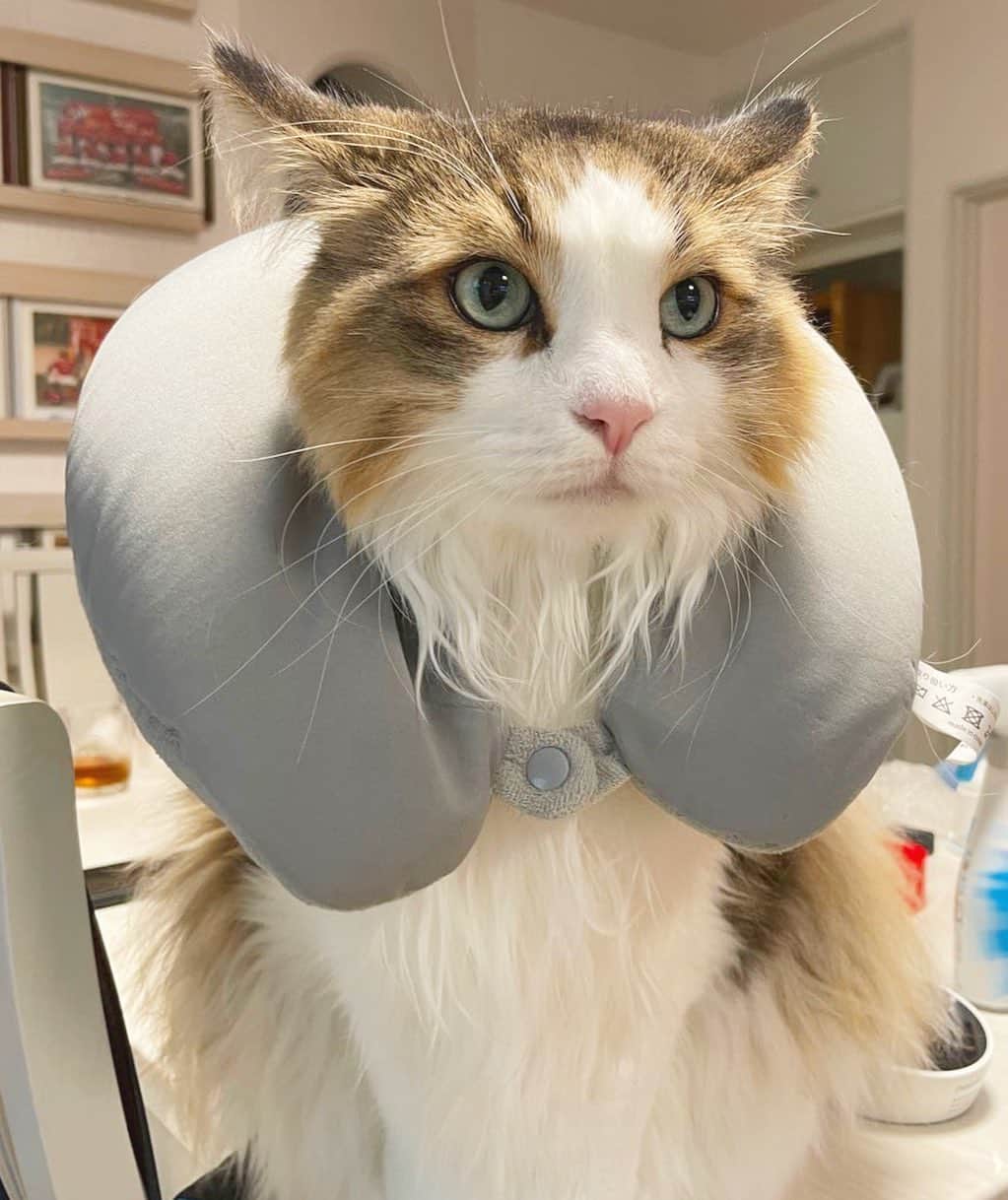 加藤優のインスタグラム：「#世界ねこの日  すべての猫ちゃんに幸せを🙏」