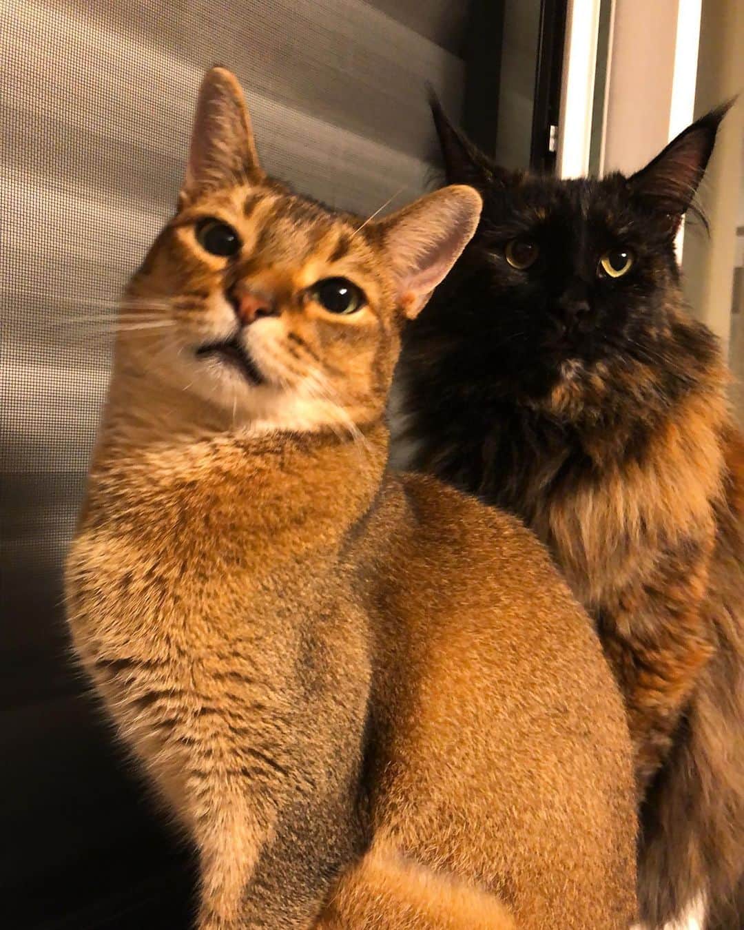 鎧坂哲哉のインスタグラム：「#世界ねこの日 #worldcatday」