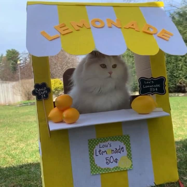 ソフィーのインスタグラム：「It’s a thousand degrees, come get a glass of Loumonade. 🍋」