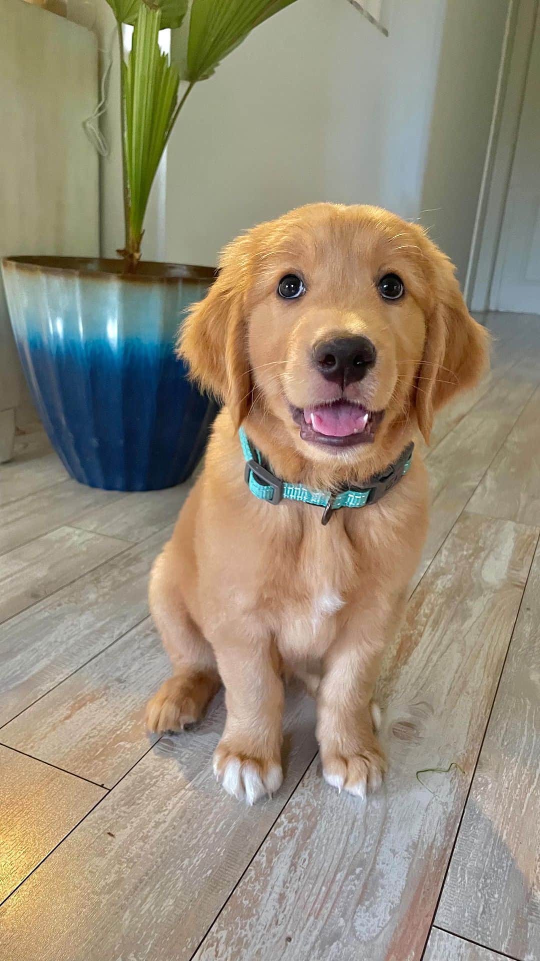 Bodhi & Butters & Bubbahのインスタグラム：「Where has the time gone?! This puppy dog is growing so fast 🥹🐶💖  #goldenretriever #goldenpuppy #mauidog #luckywelivehawaii #mauinokaoi」