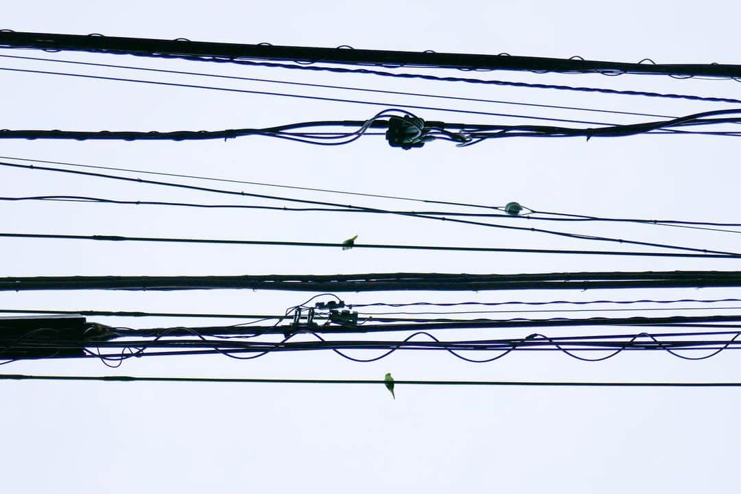 石山蓮華のインスタグラム：「碍子みたいなワカケホンセイインコ🦜 インコと電線はひとまずここまでです。 うねうねしたラッシングロッドがかわいい〰️ #いい電線 #ワカケホンセイインコ」