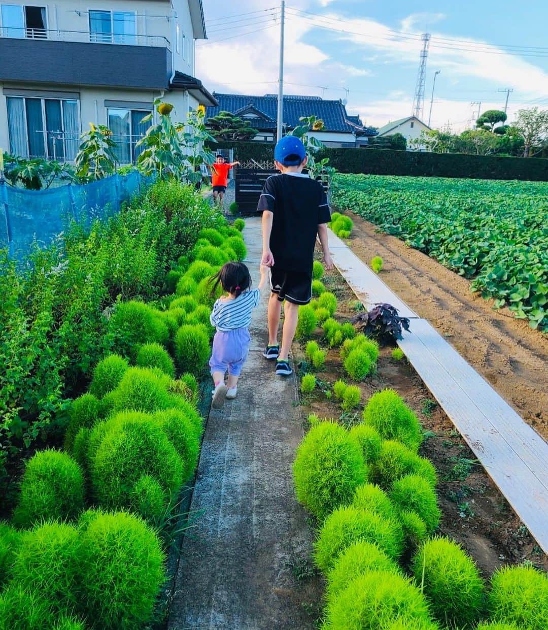 のインスタグラム：「まるでジブリの世界😋✨  実家のコキアさんが見事に育ち過ぎて、コモモちゃんの背丈を雄に越しています(*´꒳`*)✨🌸  秋に色づくコキアが楽しみだな〜😌✨☘️  #コモモちゃん成長日記  #にぃにとお散歩 #コキア #コキアの森」