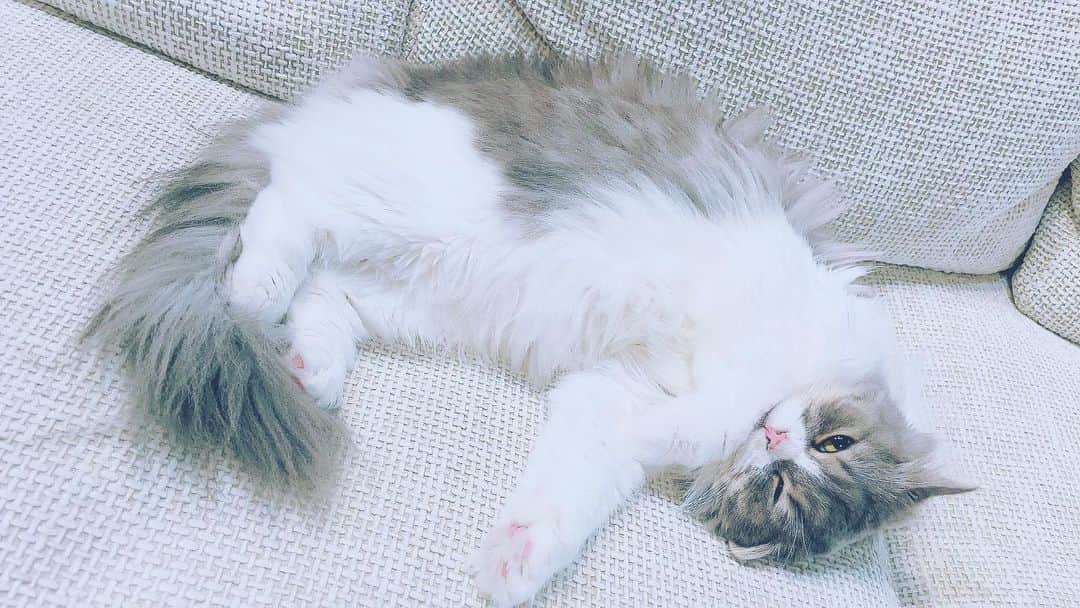 諏訪彩花のインスタグラム：「メルちゃんも元気です🐱🌻最近、貫禄が出てきました笑！ #ねこのいる生活 #スコティッシュフォールド」