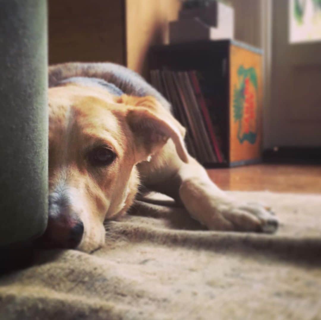 トローヤン・ベリサリオのインスタグラム：「It’s QUEEN BEANS BIRTHDAY! Here is to the best friend a girl could wish for. The Tilda Swinton of dogs. She’s got a heart where her head should be and 8 stomachs made for eating anything. Literally anything, you garbage dog. she’s the sweetest bag of beans you’ll ever hold. Because even at 90lbs she still thinks she’s a lap dog. And she kisses with her teeth. Gosh am i lucky. I’m so grateful Michelle (our beloved security guard at WB) put up a flyer for puppies over the donuts at crafty at PLL in 2014. I saw the litter and fell for the one girl. The blonde. I tried to give her a majestic name “Beawolf Luna” but pretty soon she established herself as Beans. Beelzebub. Beanzers. Or BEABEABEABEABEA. She’s been my ride or die for 8 years. And today @kikishrader was taking such good care of her while i am still so far away. I love you ladies. And Bea. You were my first daughter… don’t tell the girls.」