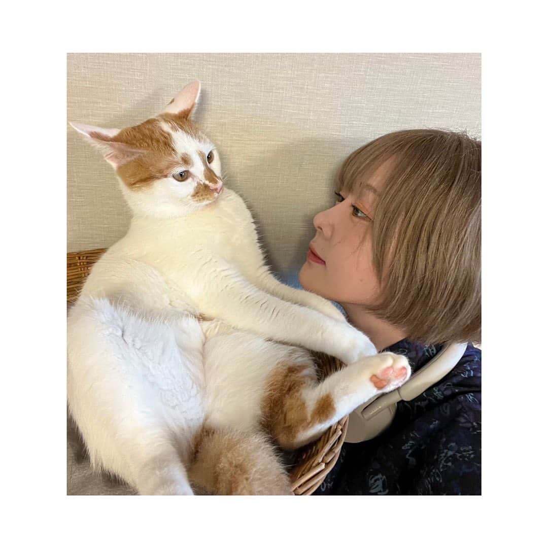 神堂きょうかのインスタグラム：「. 私の毎日の癒し🐱☺️. . . 餌あげる時しか擦り寄ってこないけど🤦‍♀️笑 . . . 最近、ハイライトにハマってます。🤷‍♀️. . 今はBOBBI BROWNのハイライトを使用してみている。. . . . #猫#愛猫#癒し #ハイライト #好き #ハイライトには夢が詰まってらぁ #キラキラ」