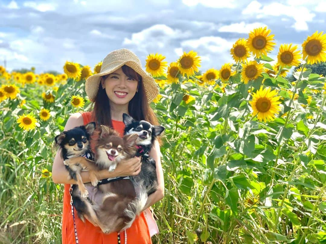 佐藤彩香さんのインスタグラム写真 - (佐藤彩香Instagram)「・ ・ ・ 3年越しのひまわり畑🌻 ・ わんわんズは ただただ暑そうだった🤣笑 ・ 今年は見れてよかった🌻 切り花のお土産も買ってきたよ☺️ 畑に入ってって中の方の取ってきた！笑 ・ ・ ・ #ひまわり畑　#座間ひまわり畑  #座間ひまわりまつり」8月11日 17時01分 - ayaka_01_sato