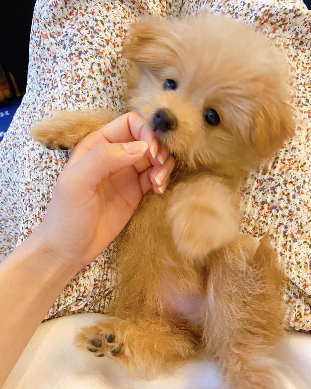 のインスタグラム：「🐶🤍 . . そういえば最近（結構、前かも。笑笑） 新しい家族が増えました☺️❤️ . . トイプードル×ポメラニアンの女の子で、 お名前はモカちゃんです🐶❤️ . . モカがいたペットショップでも 一番と言っていいほど大きくて、笑 お家に来てからもたくさん食べて遊んで すくすくと育っていて、 今は標準よりも大きいです😂🐶笑笑 . . しかも来た時はトイプードル強めだったのに 今はポメラニアン強めになり、 顔も身体も別人かのように変わりました🤣 . . すごくすごく可愛いんだけど、 ちょっとおぶちゅ気味で、 手足が長くて、最高に愛おしいです🥰❤️ . . これからも怪我や病気なく モカが幸せに長生きしてくれるように たくさんの愛情を注ぎたいと思います❤️ . . キャンディ、アンジュ、 そしてこれからはモカのこともよろしくね❤️ . . #いぬのいる暮らし #いぬすたぐらむ #愛犬 #ポメプー #トイプードル #ポメラニアン #ミックス #パピー」