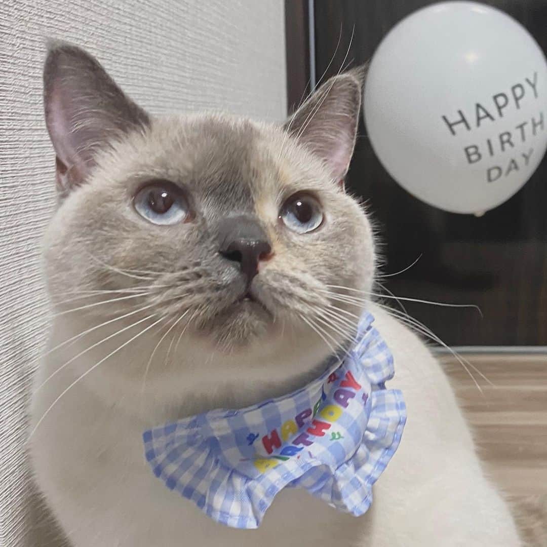 のインスタグラム：「実は一年前から猫飼ってました🐈 名前は「とろろ」 ブリティッシュショートヘアの♀です！ 今日で無事１歳になりました🎂  いつ言おうかタイミング見計らいすぎて逆に言うタイミング逃しちゃって今日誕生日なのでみんなにお知らせです！！！  折角なので今後インスタにも沢山投稿していこうと思うのでよろしくですദ്ദി^._.^)」
