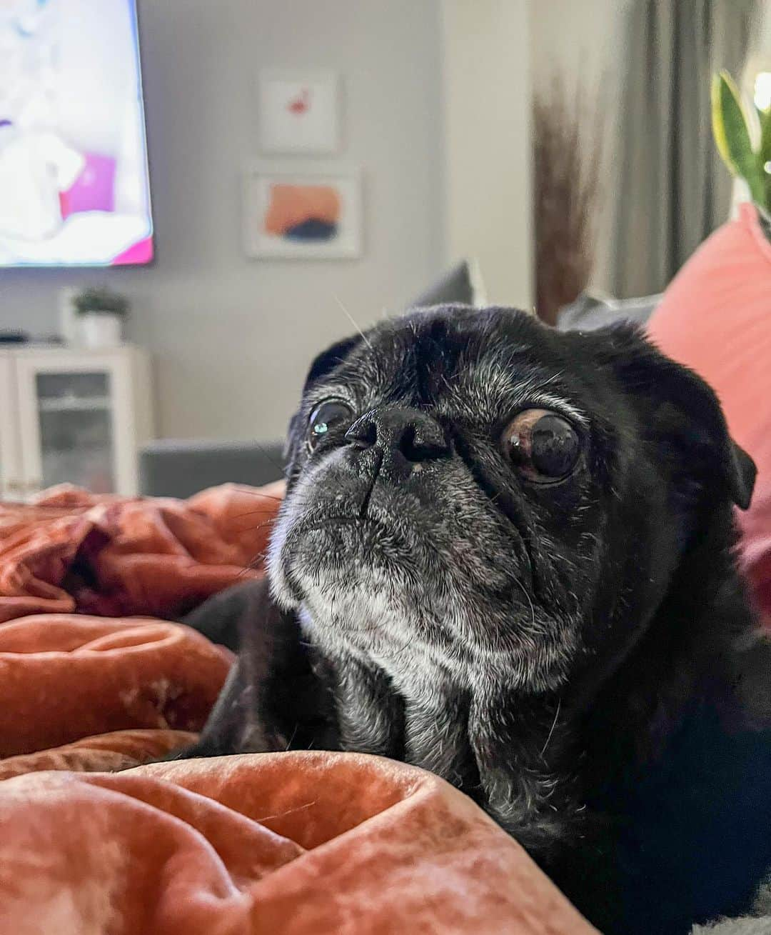 ロッコのインスタグラム：「You’re gonna share those chips right? -Weldon  #Ohmyweldon #pug #puglife #pugstagram #pugsofinstagram #dogsofinstagram #weeklyfluff #theweekoninstagram #dogsofbark #buzzfeedanimals #speakpug」