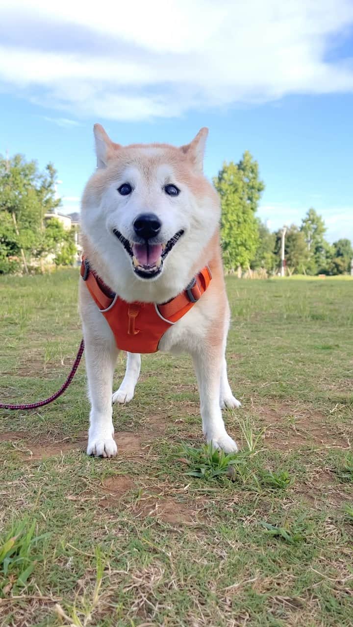 meekooのインスタグラム：「朝さんぽ🐕🐾 陽射しはギンギラだけど風があるから助かります🙂 2022.8.12 #なんでもない動画」
