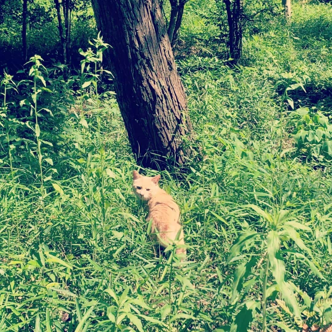 春田ななのインスタグラム：「. 公園を散歩中に発見したお猫さま😻  発売中のりぼん9月号にキス起こは載ってないですが、 フロクのタロットカードにキス起このイラストを描き下ろしてます。  ラフチェックの際、絵南と冬眞を裸で描いて提出したら 『服着せてください』とリテイクされました笑 りぼんだしそりゃそーだよね！  本誌も買ってる方は是非見てみてください🤍」