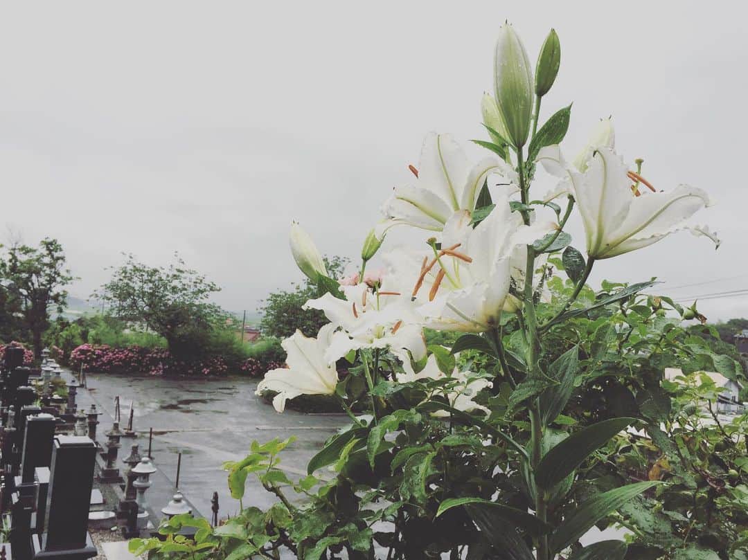 鹿島麻耶さんのインスタグラム写真 - (鹿島麻耶Instagram)「お盆だよー」8月12日 13時15分 - kashimamaya