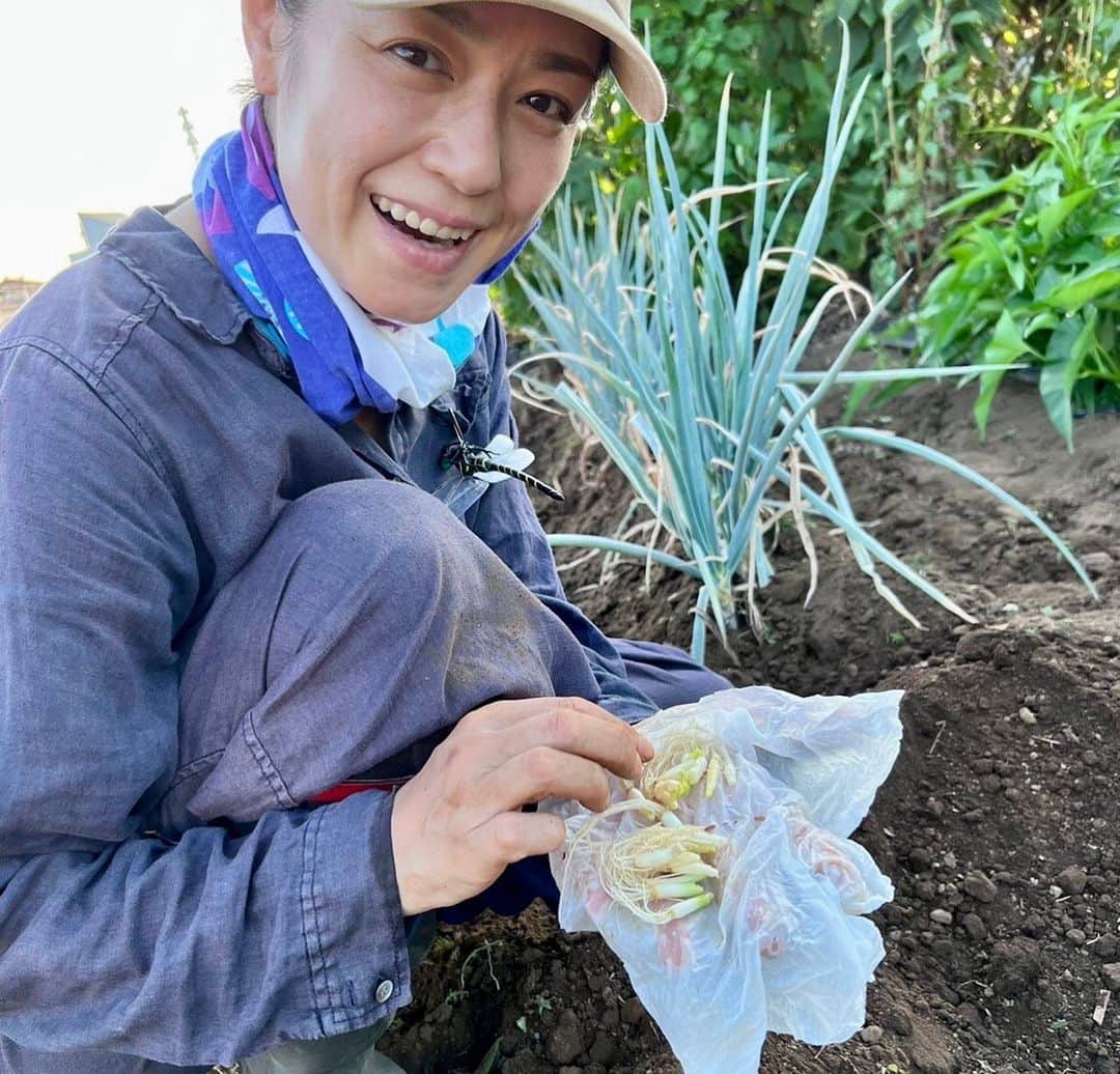 加藤紀子のインスタグラム：「鹿児島で買って帰った青ネギ （都内でもあるだろうに、鹿児島では長豆モヤシと共に必ず買いたくなる人）。 料理の時に使わなかった根をまとめて畑にイン。 台風の雨が恵みのものとなって無事育ってくれますよう🙏 （大きな被害が出ない事も同じよう願います）  にしても🌞暑過ぎて 畑ではもはや、長袖。 素材のおかげか、良きー😊  #カトノリ農園 #鹿児島の青ネギファン」