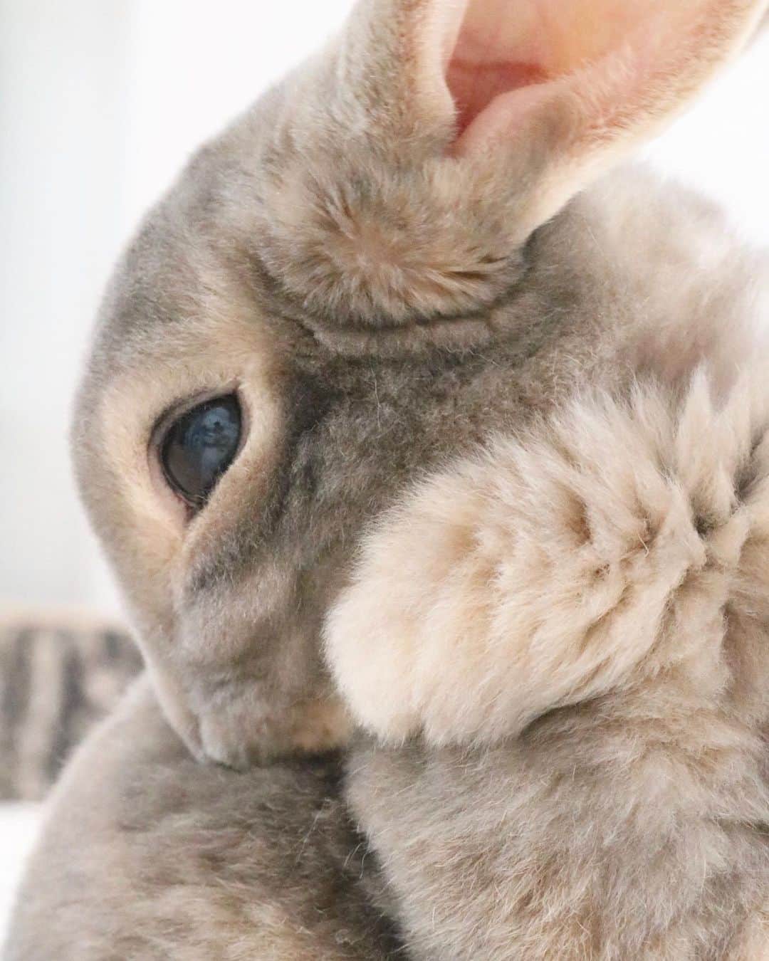 Kayoのインスタグラム：「ども。 お久しぶりのさくらん🌸✨✨ ・ ・ 今日はウークイ 沖縄のお盆の最後のお見送りの日。 さくらん、初盆でした💫 ピスタチオみたいなこの目ずっとだいすき♡」