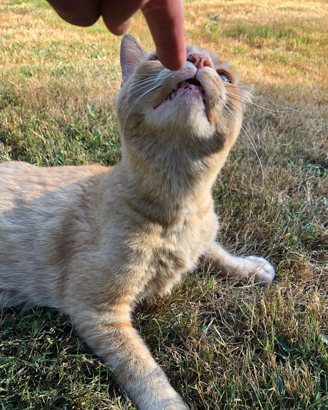 Snorri Sturlusonさんのインスタグラム写真 - (Snorri SturlusonInstagram)「Nice boy, golden hour」8月12日 23時09分 - snorrithecat