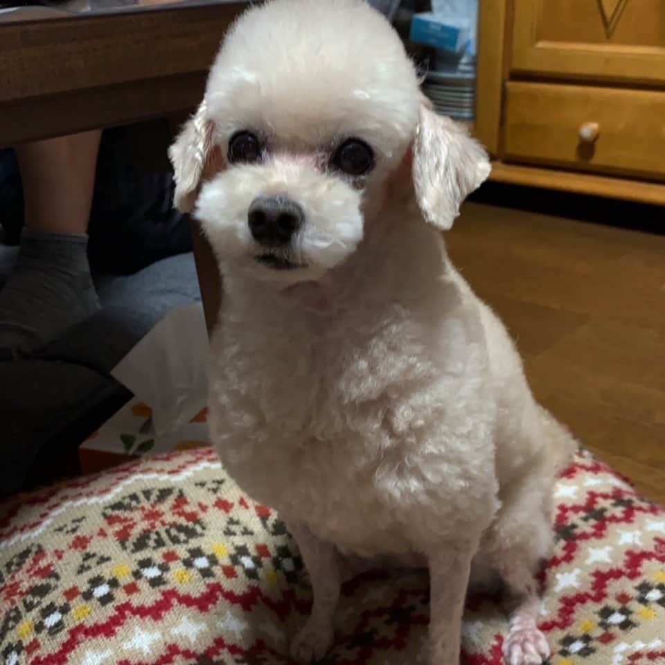 のインスタグラム：「おもしろ犬🐑」