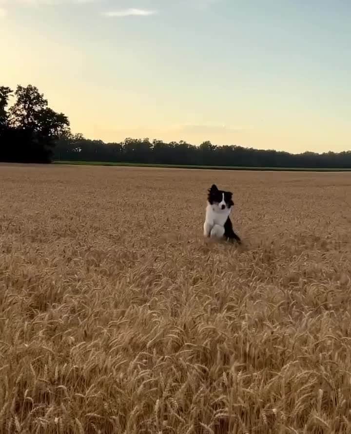 frankie magazineのインスタグラム：「jumping into the weekend ~ snapped by @megrsherman⁠ ⁠ id: video of a border collie dog excitedly jumping up and down amongst tall crops.」