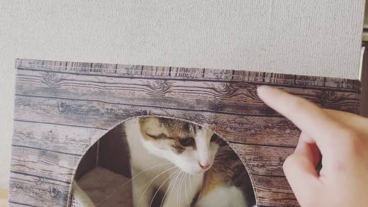 のインスタグラム：「こんなに楽しく遊んでくれる様になりました☺️ #にがりちゃんが心を開くまでの道」
