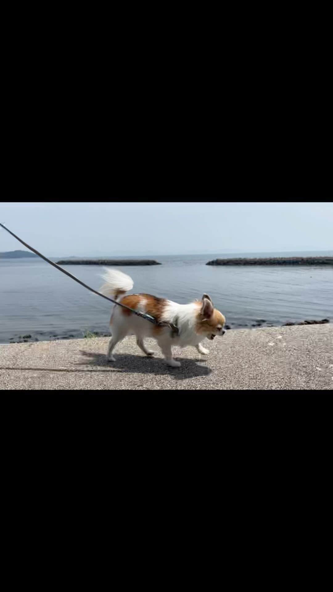 ちまのインスタグラム：「Summer vacation⛱  ただ海沿いをテクテクするだけの動画🐾  #チワワ #chihuahua #ชิวาวา #PECOいぬ部 #WeeklyFluff #dogsofbark #chihuahualove #chihuahualife #chihuahuastagram #chihuahuasofinstagram #チワワのいる暮らし #チワワラブ #チワワ部 #チワワ大好き #海 #summer #sea #beach #西尾市 #寺部海水浴場」