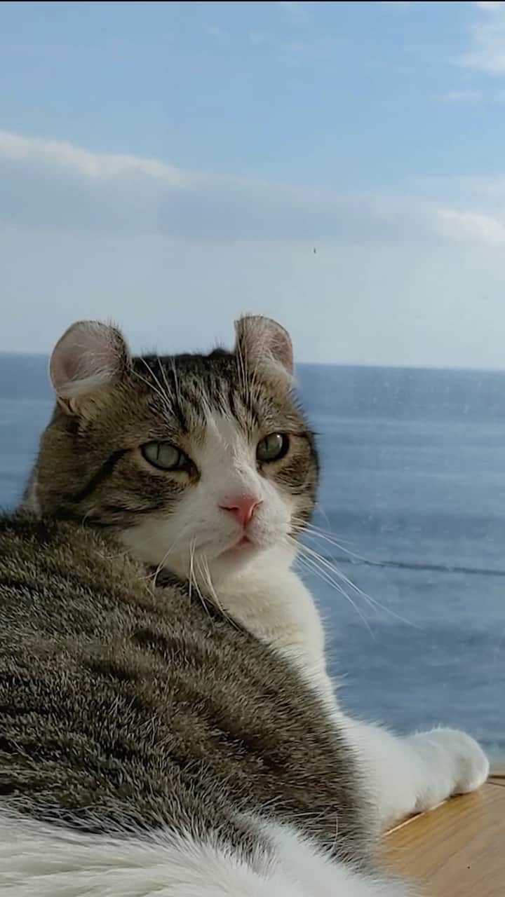スノーのインスタグラム：「I saw my breakfast🐟in the #ocean  ・ 絶景パトロール中 ・ #oceanview  #meowed #catsofinstagram #catlovers #catstagram #cat #cats #kucing #gato #chat #catloversclub #catlover #9gag #weeklyfluff #kedi #katze #kawaii #neko #instagramjapan #고양이 #кот #แมว #猫 #ふわもこ部 #ペコねこ部」