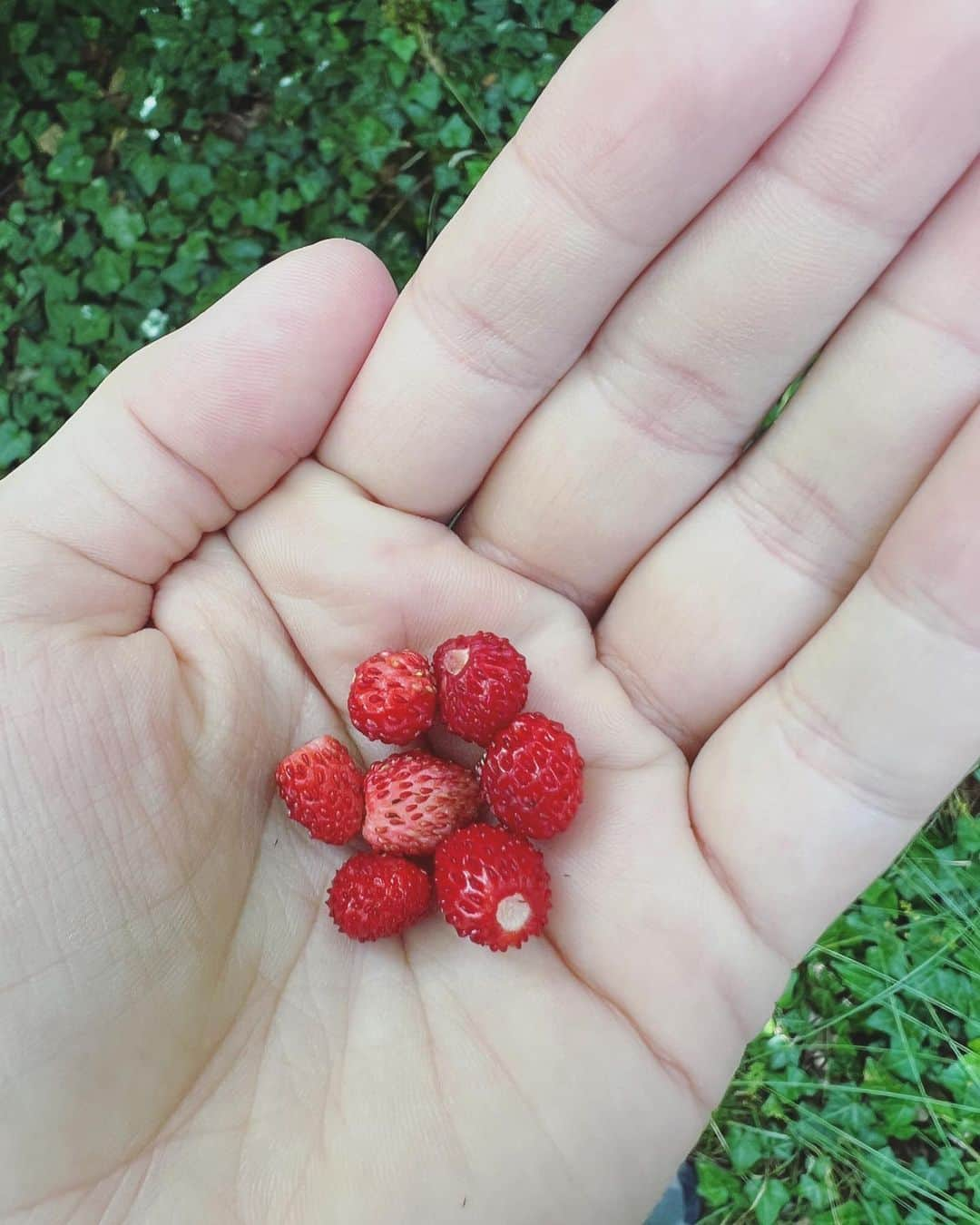 ナタリー・エモンズさんのインスタグラム写真 - (ナタリー・エモンズInstagram)「イチゴこんなにちっちゃいのある⁉️🍓⏭ #ナタリーエモンズ #エモやん」8月13日 21時17分 - natalieemmons