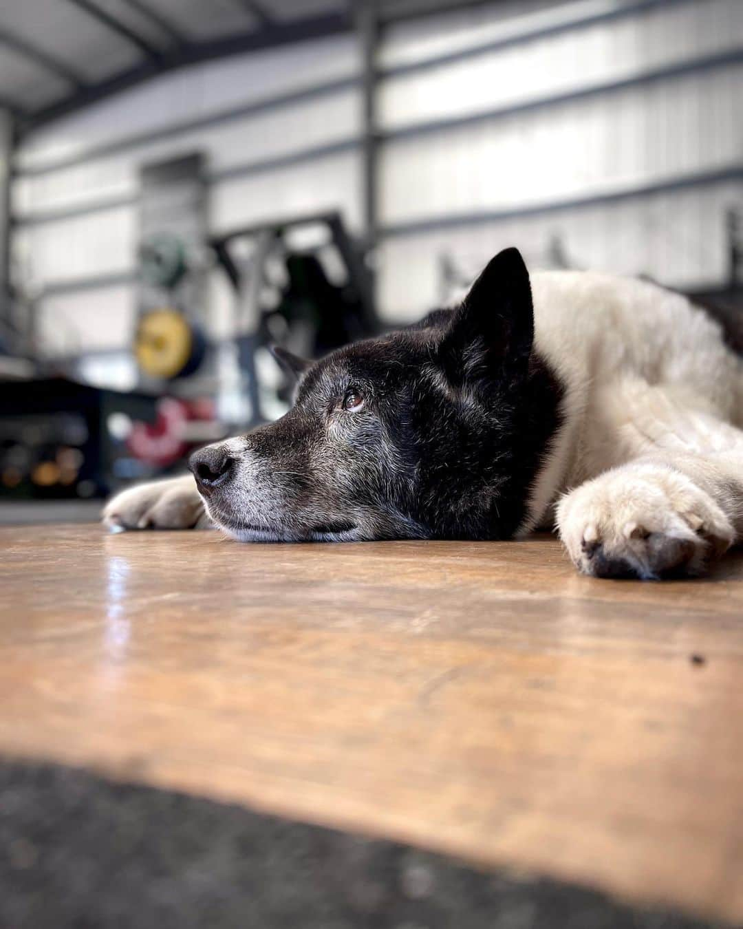 ハミッシュ・ゲイマンのインスタグラム：「Happy birthday Akira 🎉 13 years old and still going strong, it must be all the time at the gym helping Akira stay active. A good reminder it’s never too late to start a new hobby 🤍  #akitalove #doglife #happybirthday」