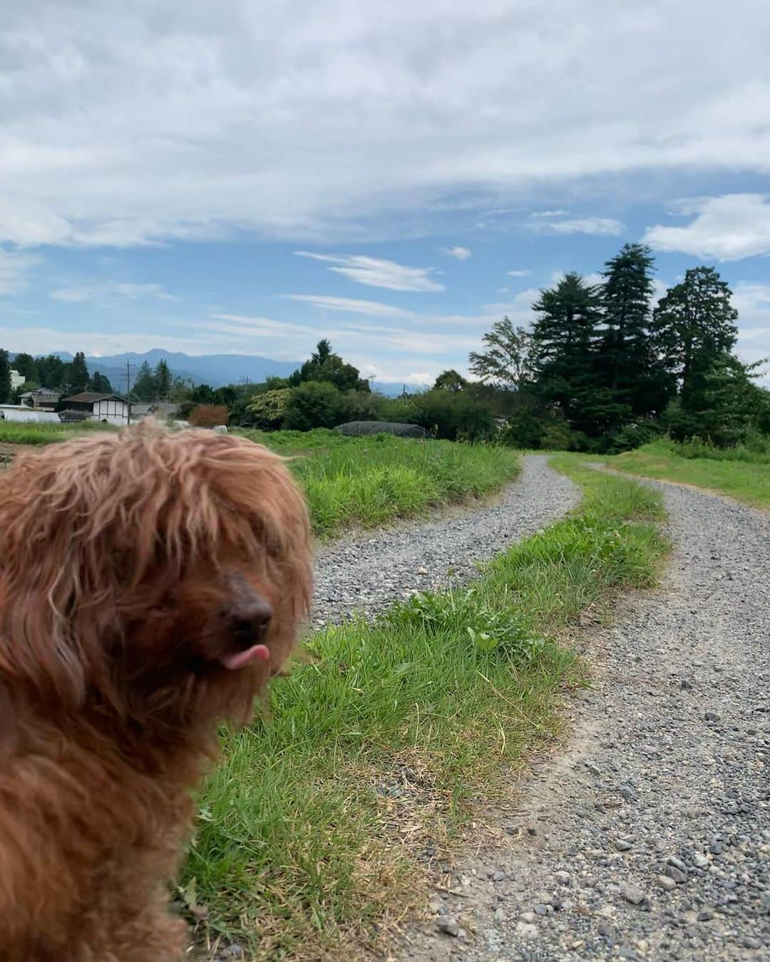 チックンとプーちゃんのふるさと? From Japan??のインスタグラム：「こんにちは！ お盆休み🐶😃 #安曇野#トイプードル#紅葉#マリーゴールド#夏#夏休み#お盆休み#モサモサ犬」