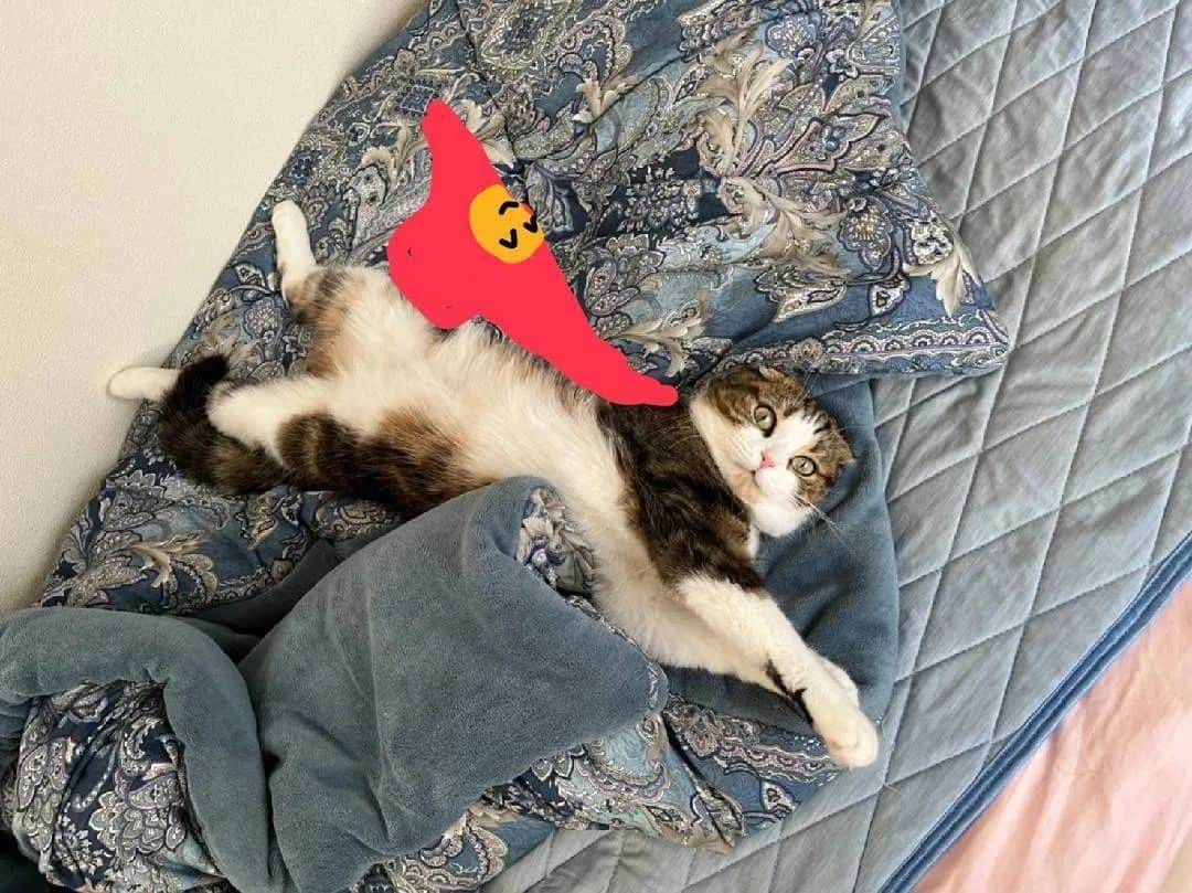 窪真理のインスタグラム：「スーパー猫ちゃん  #スコティッシュフォールド折れ耳 #猫好きさんと繋がりたい」