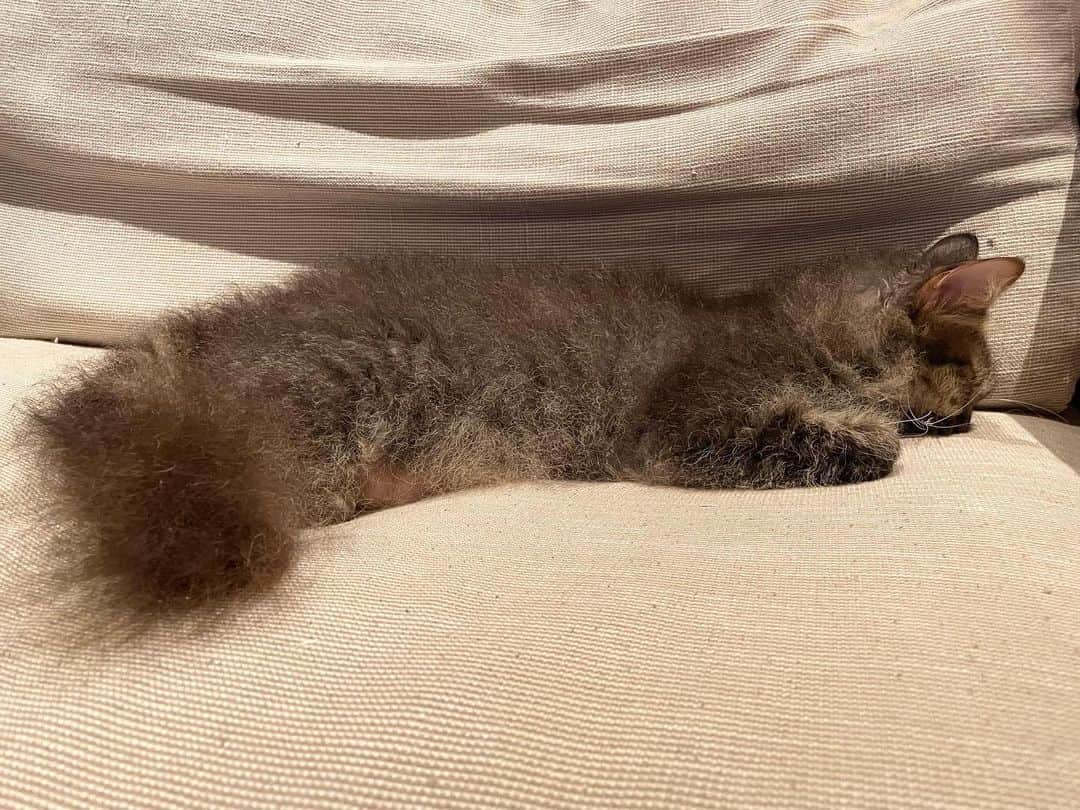 住吉美紀のインスタグラム：「突っ、伏し、寝。 #熟睡 #鼻スタンプ #アタマ重い  #ネコ #cat」