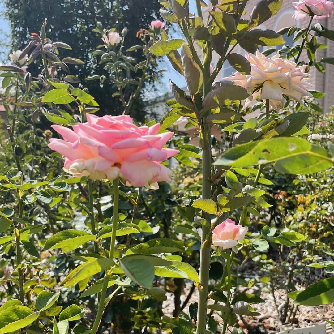 安村真奈のインスタグラム：「今日は一日、家族と過ごしました〜！ 久しぶりのマリオカート楽しかったです🚗」