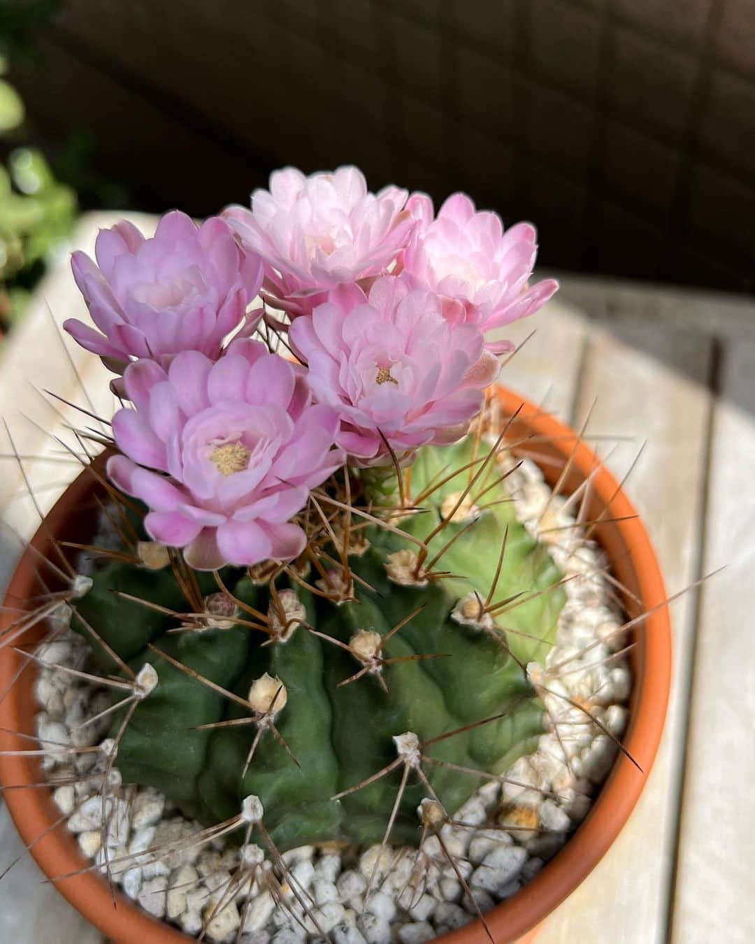Dog's Life PANNAさんのインスタグラム写真 - (Dog's Life PANNAInstagram)「何年も咲かなかった花が突然咲いたよ🌸と見せられた可愛いサボテンのお写真。尊敬するおばあちゃんに憧れて私も可愛いお花をいつか咲かせたいなと２年前に迎えたサボテンが今年は綺麗な花を咲かせました🥰  #サボテン観察日記 #2022夏 #忘備録 #🌵  1️⃣夏の初めから交代に18個咲いたよ 2️⃣誇らしい横顔 3️⃣朝晩、曇りは蕾でパワーを溜めるよ 4️⃣初夏のころ 5️⃣蕾のころ 6️⃣２年前にみたおばあちゃんのサボテン🌸  #終戦記念日 #全てのおじいちゃんおばあちゃんに感謝🙏」8月15日 10時50分 - panna0313