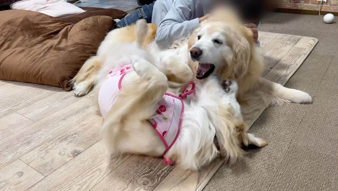 まゆみのインスタグラム：「。 。 あーちゃんの背中を守らないといけないので いつもいつでも守られている😂 。 昨日はappp粉砕骨折の件で 心配していただきありがとうございます🙏✨✨ 病院で あ、ずれてる🧑‍⚕️とか言われて 真っ直ぐに引っ張られた時は 死ぬほど痛かったらしいですが😂 普段はごく普通に生活出来ています🙏 ありがとうございます🙇‍♀️ 。 #あー様 #sp #要人警護　😂 #安静者2名 。 。 #ゴールデンレトリバー#goldenretriever#dog#犬#あーぺー」