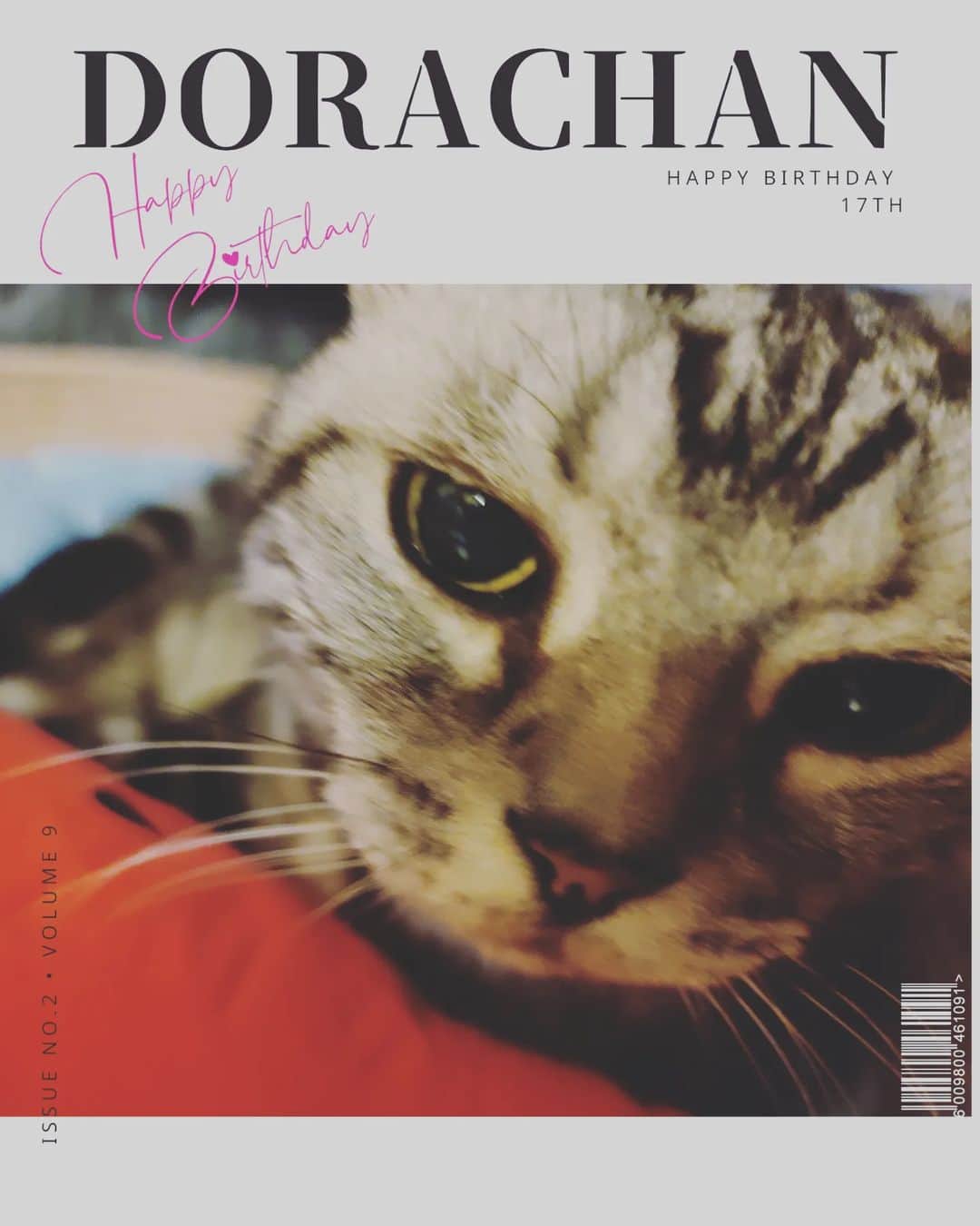 のインスタグラム：「ドラ様17歳、爆誕😻 おめでとう🎂  僕のところに来てくれて、長生きしてくれてありがとう。高2になりました。  抱えてるのは、スイカ🍉   #ドラ様 #誕生日 #happybirthday  #スイカ猫 #17歳 #高2 #お洒落感の猫 #ねこ  #ネコスタグラム # #ねこのいる生活  #アメリカンショートヘア  #アメショー部  #cat #cats_of_instagram  #2005年生まれ」